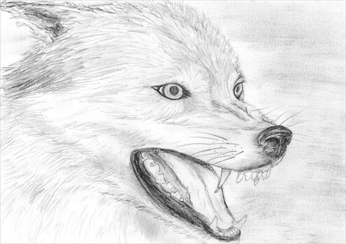 Wolf Drawing For Free Download