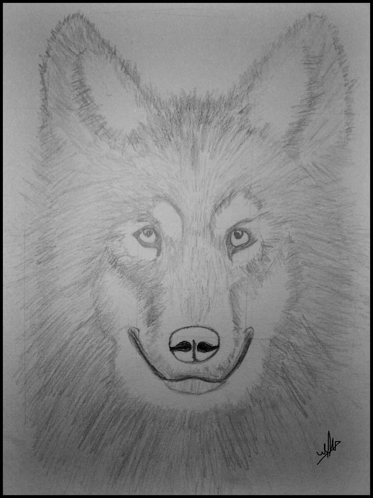 Proportional Wolf Drawing For You