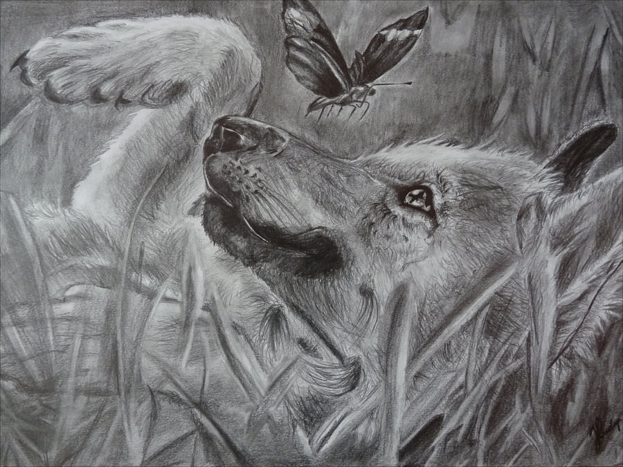 Wolf Playing with Butterfly Drawing