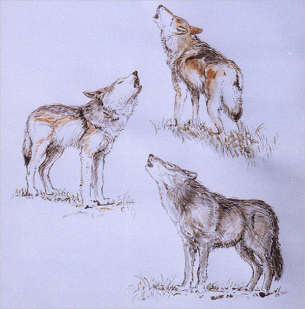 Pack of Howling Wolves Drawing