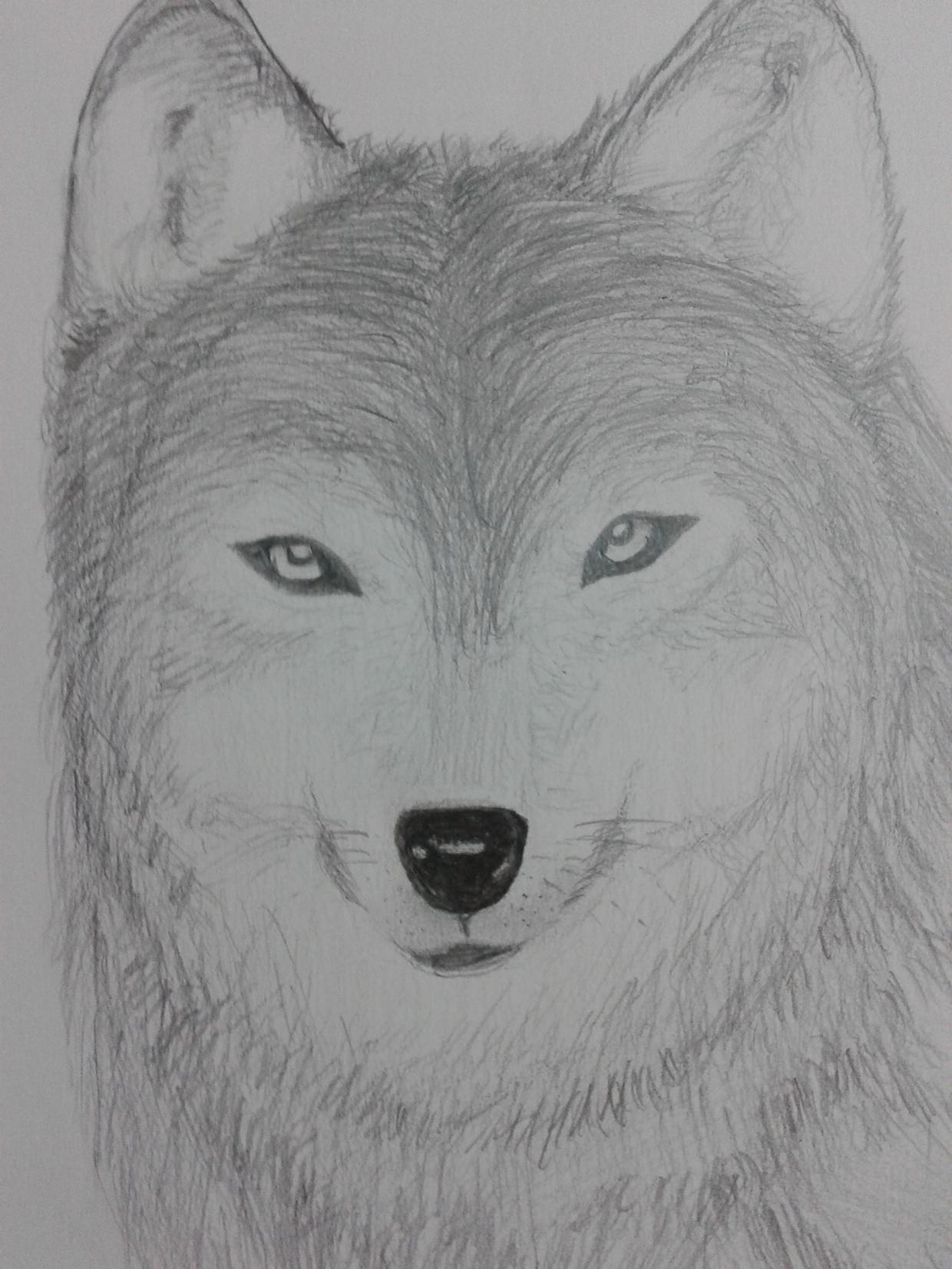 Fantastic Wolf Drawing For Free