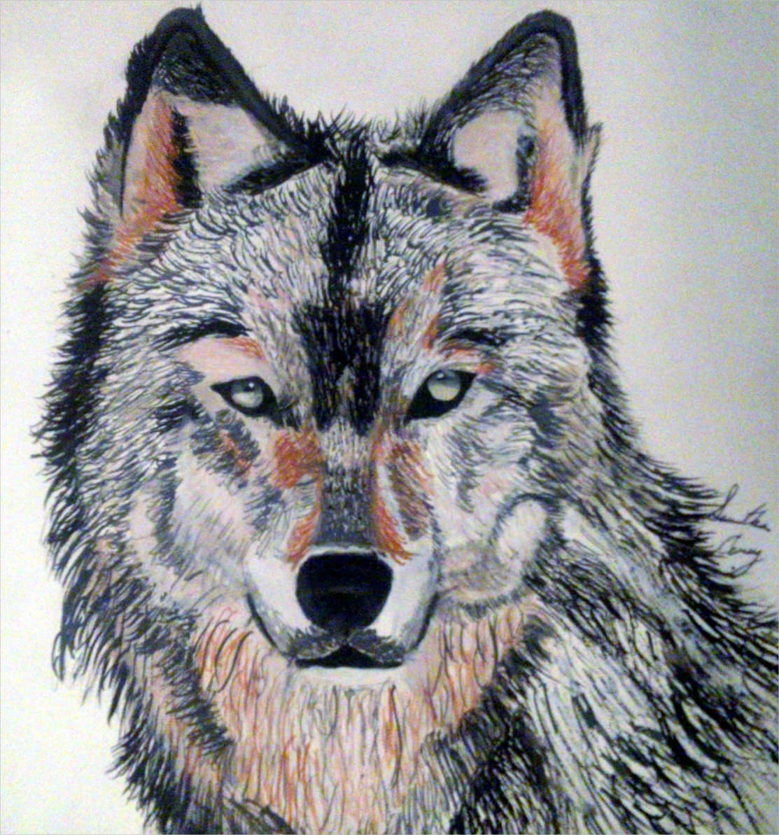 21+ Wolf Drawings, Pencil Drawings, Sketches | FreeCreatives