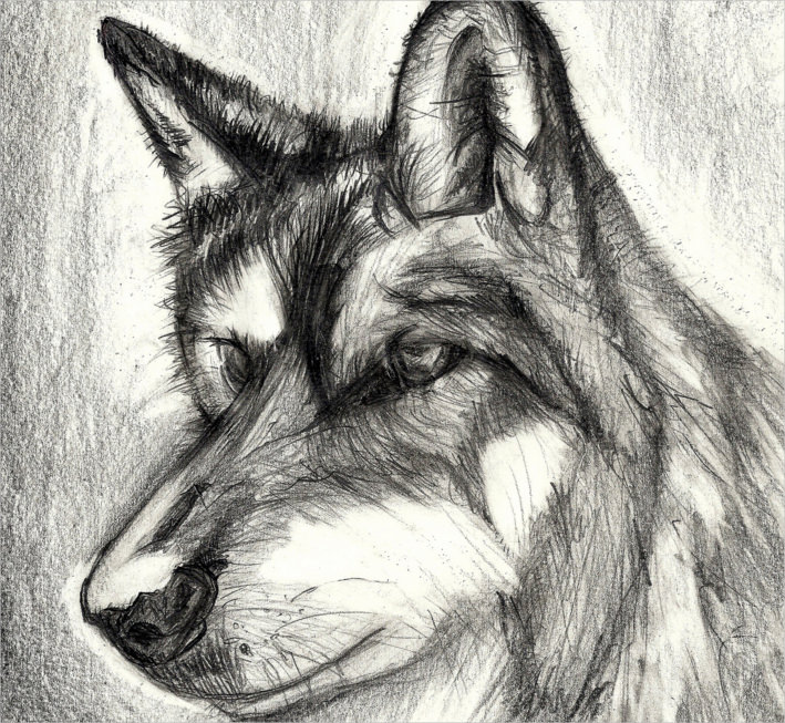 Staring Wolf Drawing For Free