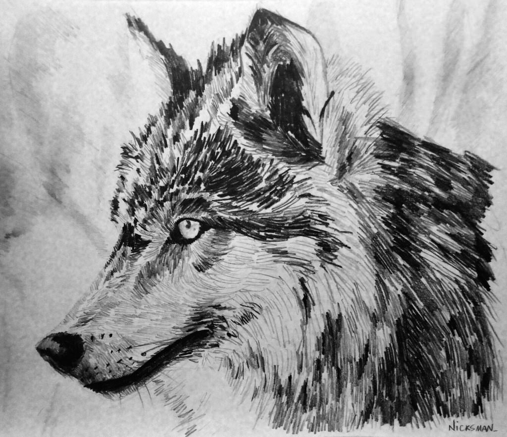 21+ Wolf Drawings, Pencil Drawings, Sketches FreeCreatives