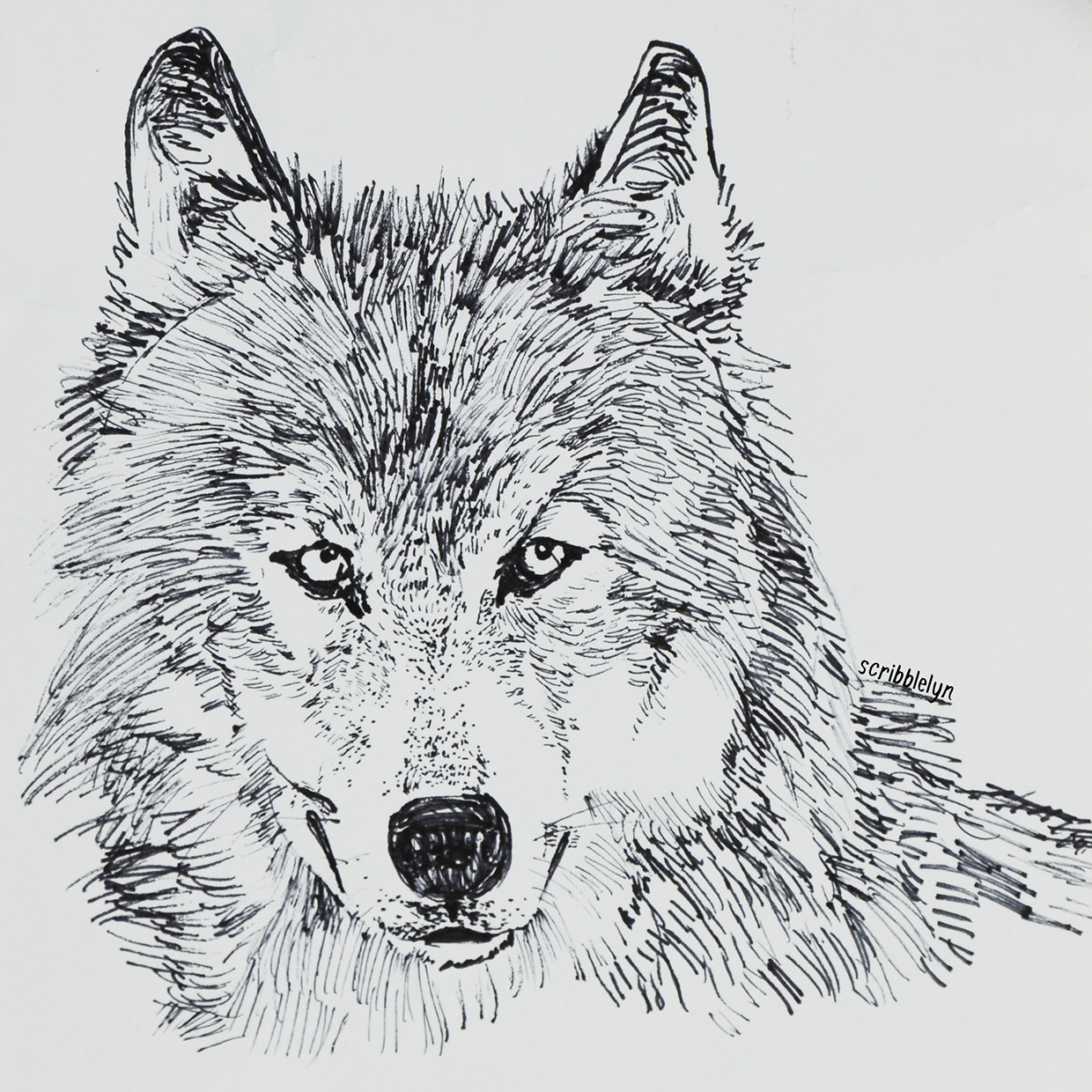 wolf drawing pictures