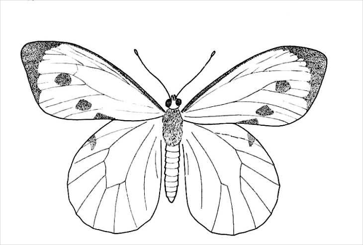 Adult Butterfly Drawing