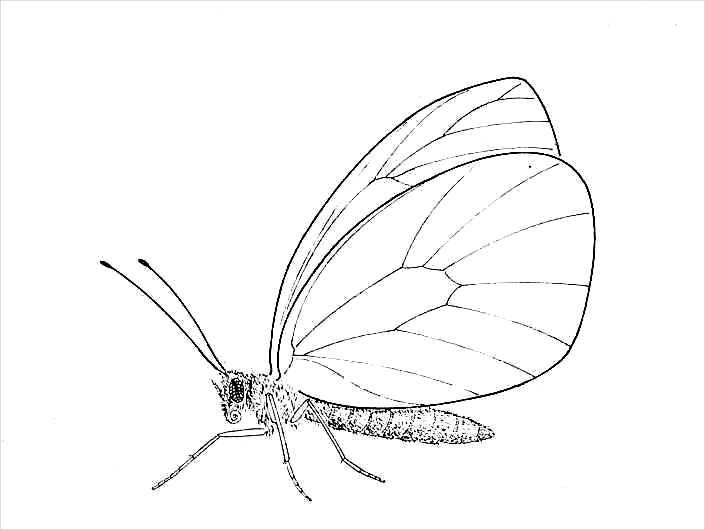 Amazing Butterfly Drawing