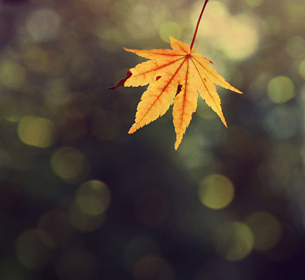 Amazing Fall Texture For Download