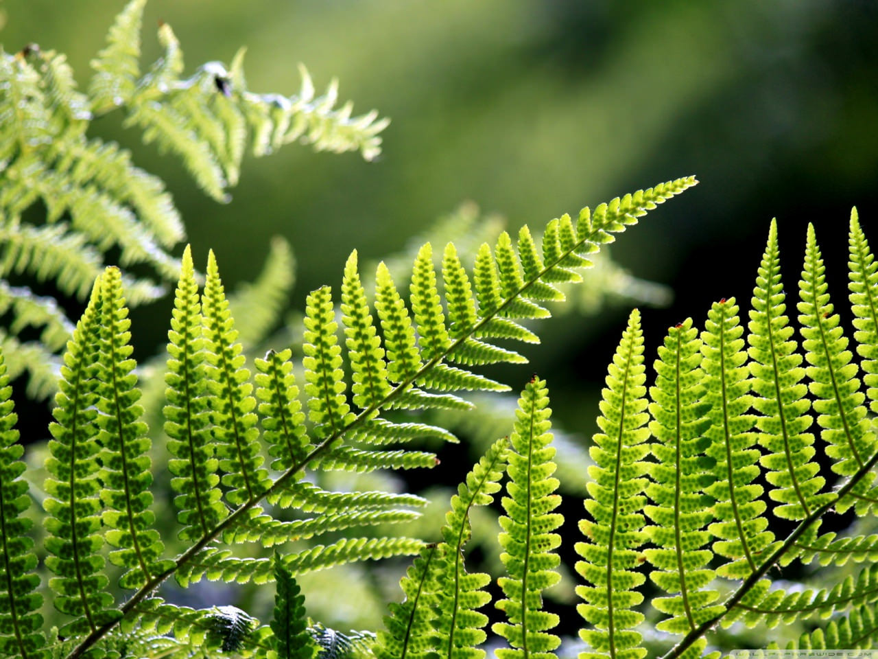 Amazing Leaf Background