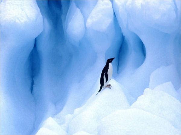 Amazing Penguin Wallpaper