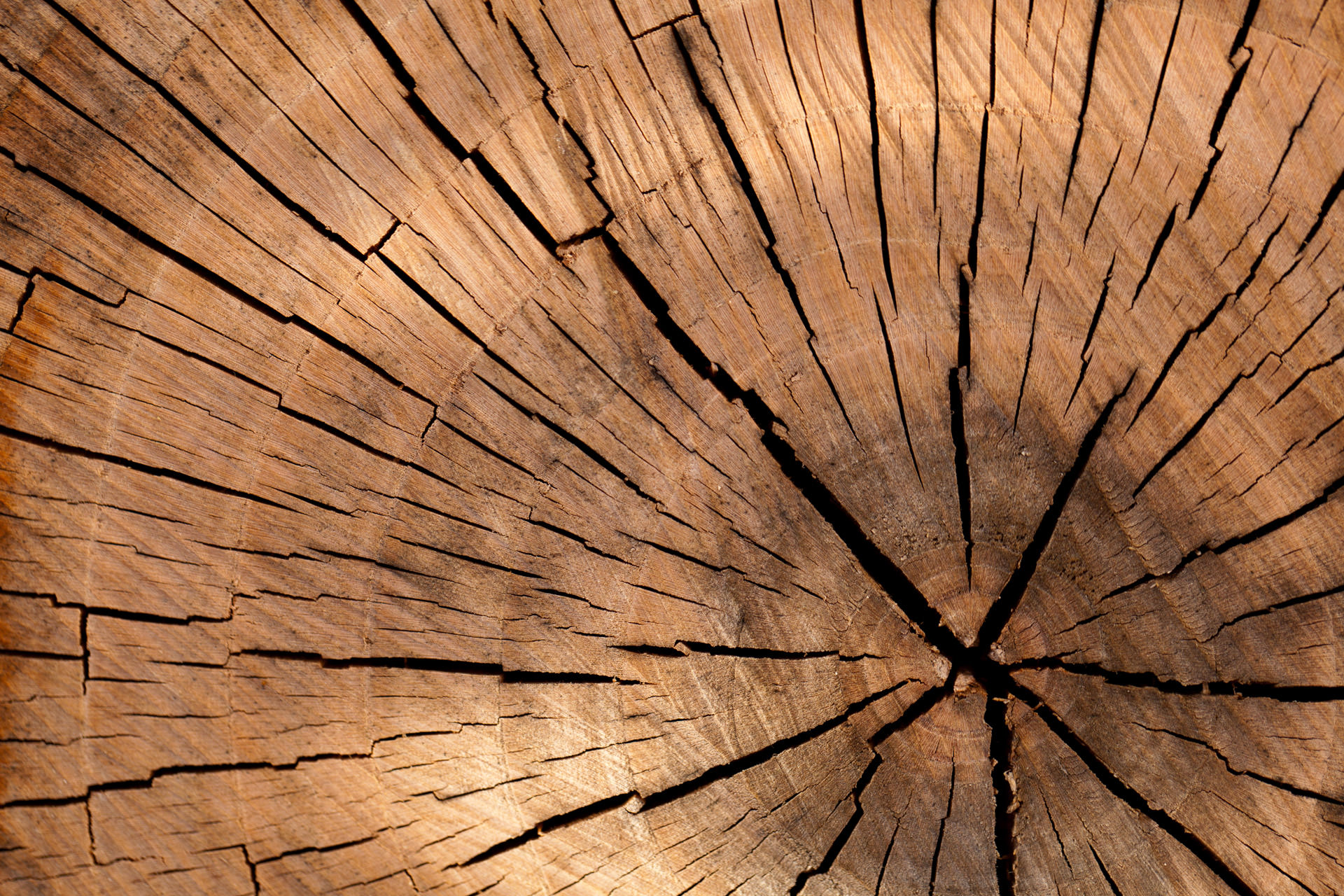 Amazing Tree Stump Texture
