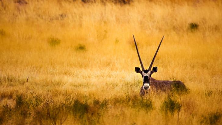 Antelope In The Savanna Wallpaper