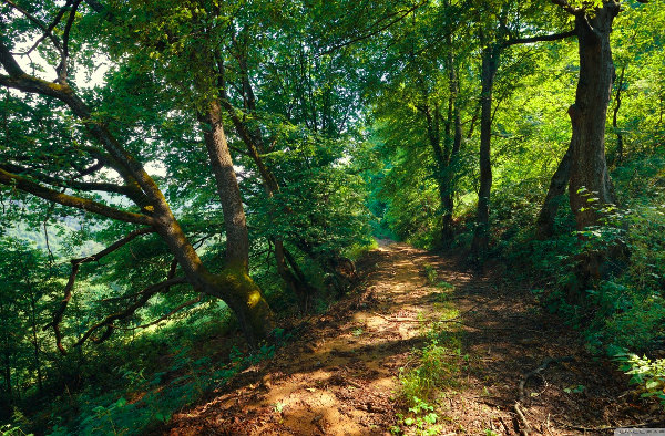 Armenia Teghut Forest Wallpaper