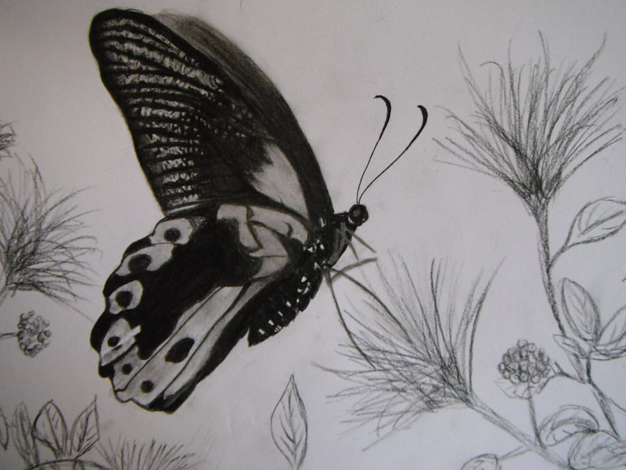 butterfly pencil sketch# - DeEksha chauhan Art & craft | Facebook