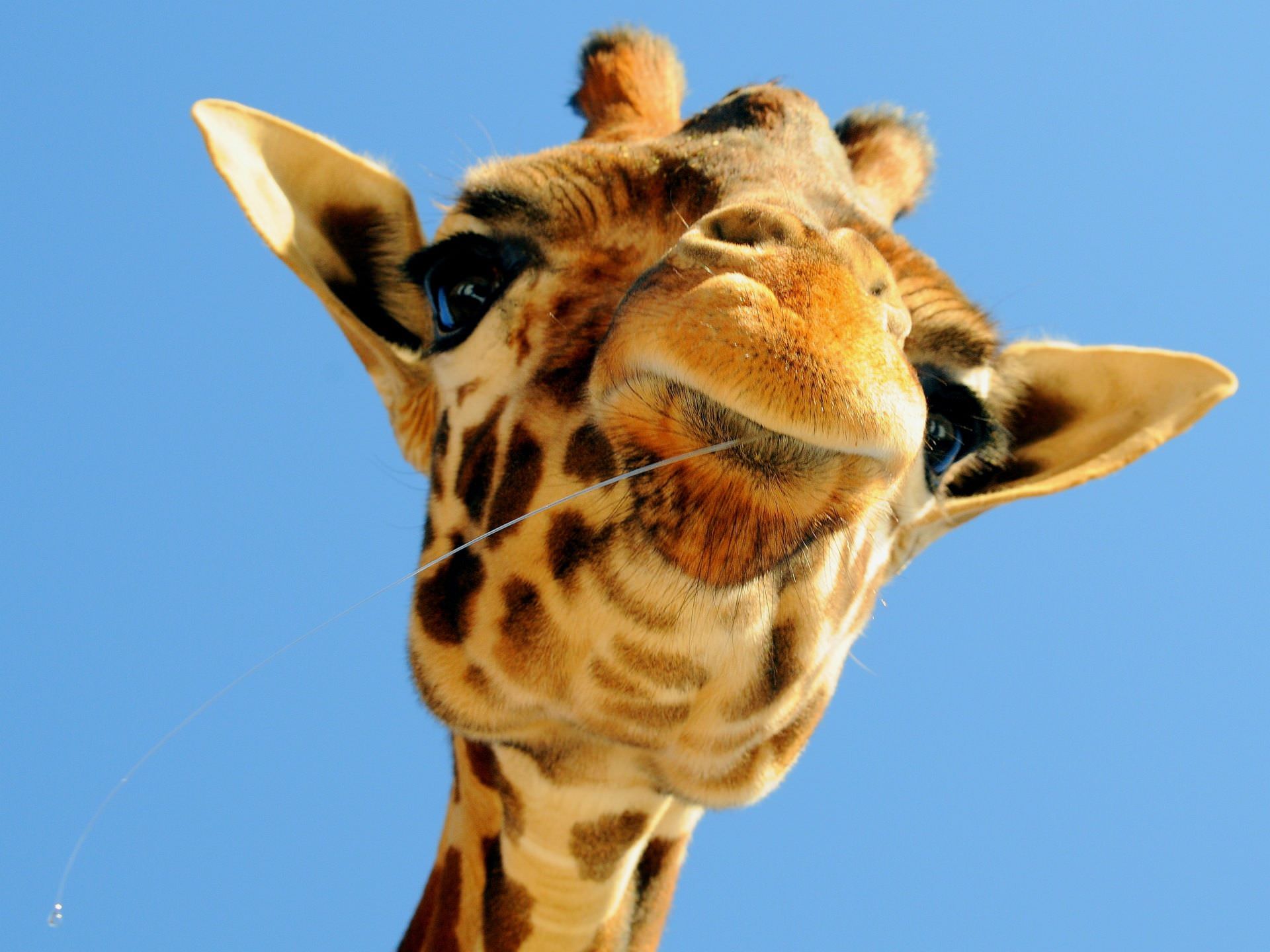 Awesome Giraffe Wallpaper