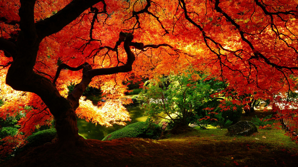 Beautiful Autumn HD Wallpaper