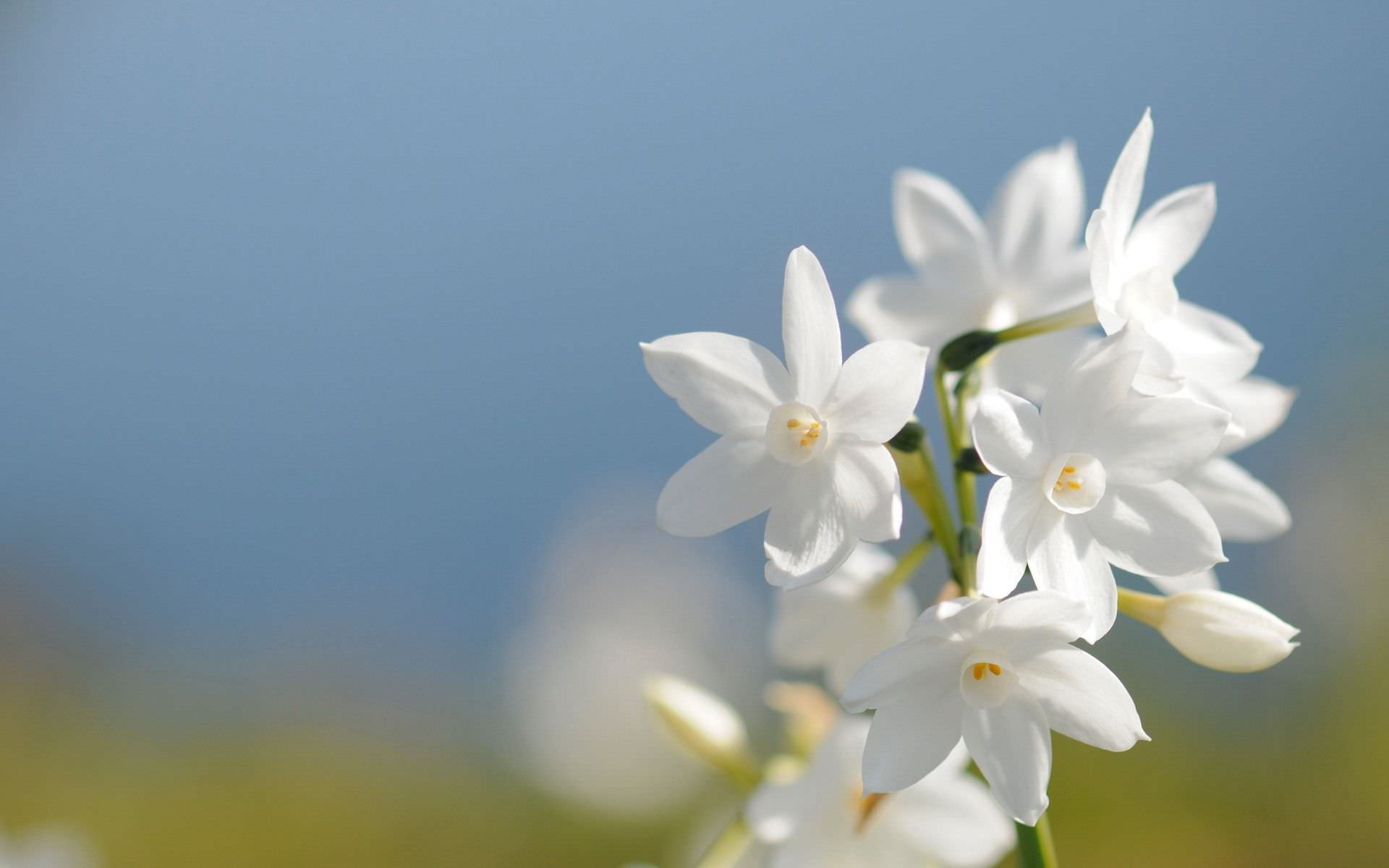 Beautiful Jasmine Flower HD Wallapper