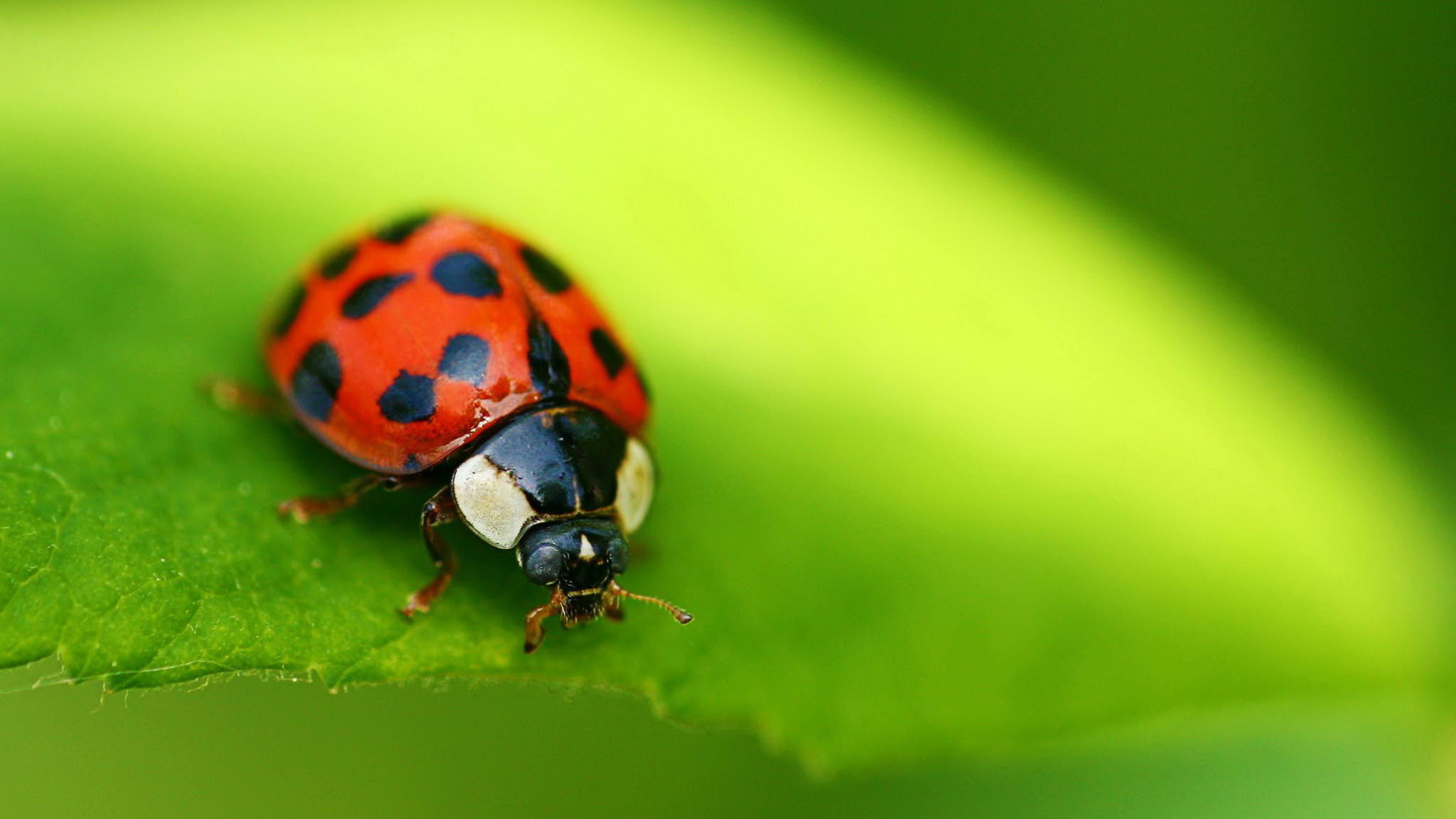 Beautiful Ladybug Wallpaper