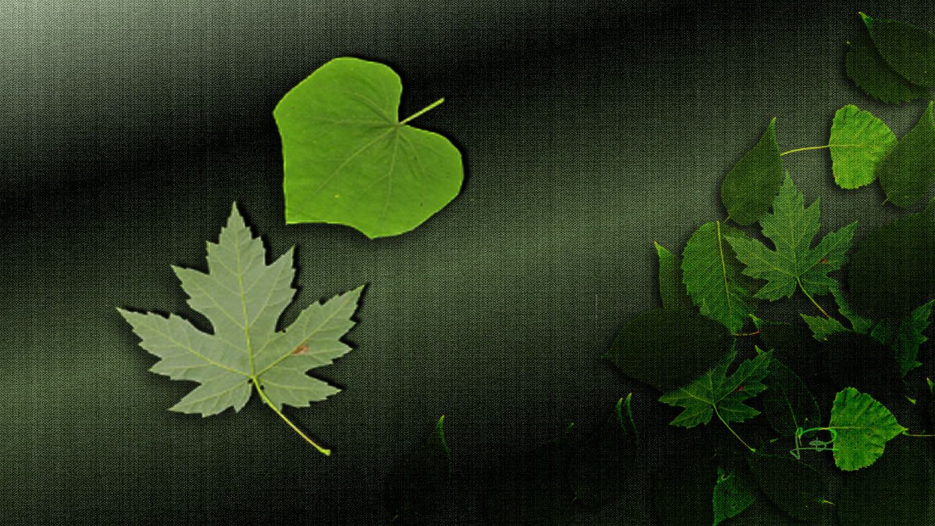 Beautiful Leaf Background