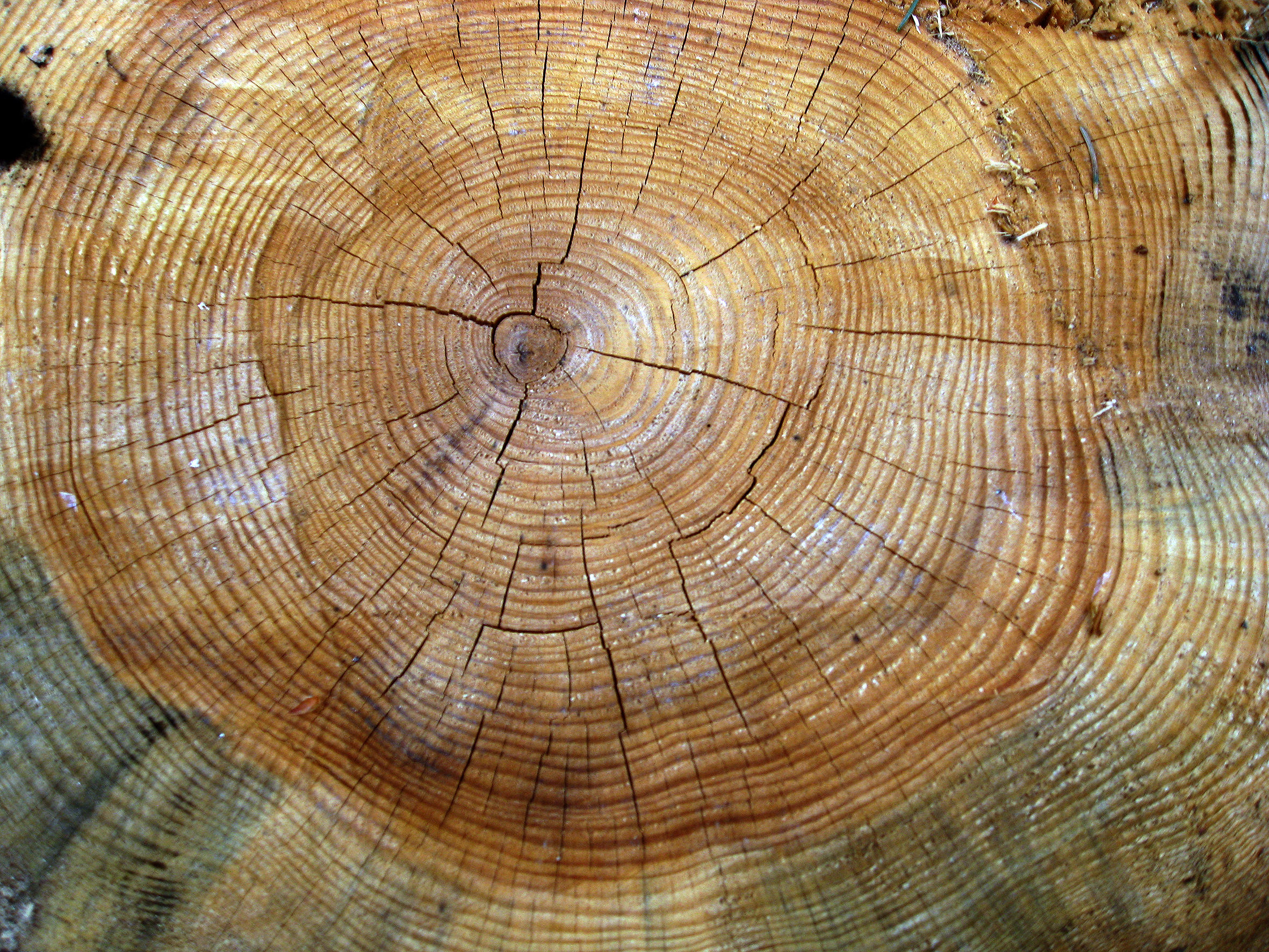 Beautiful Tree Stump Texture