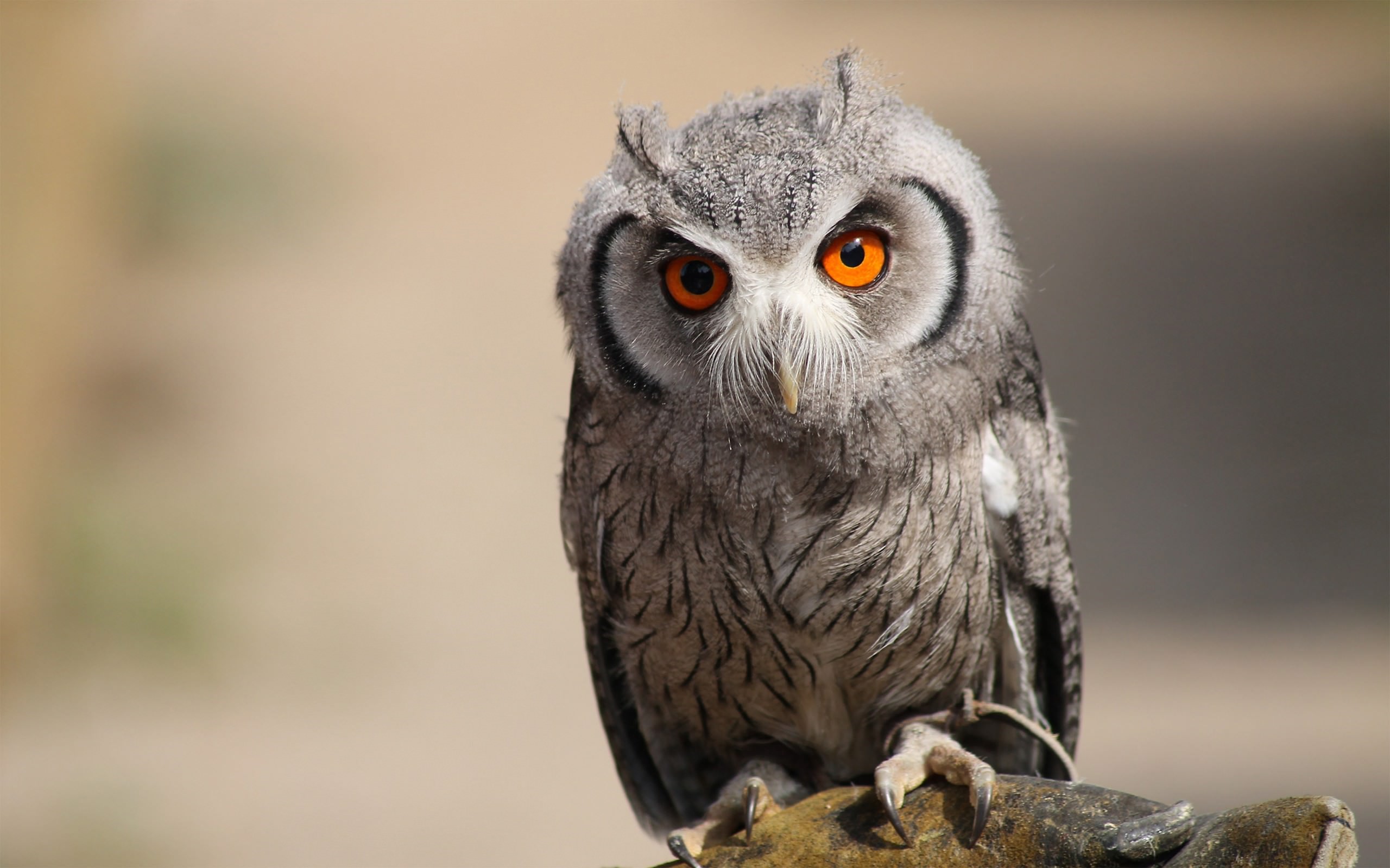 Bird Owl With Orange Eye