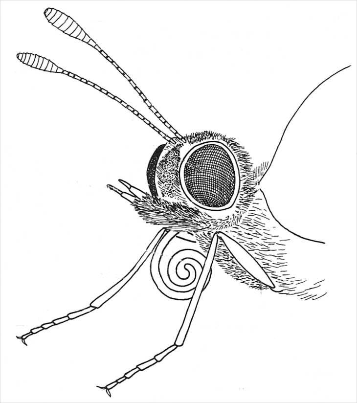 Butterfly Head Drawing