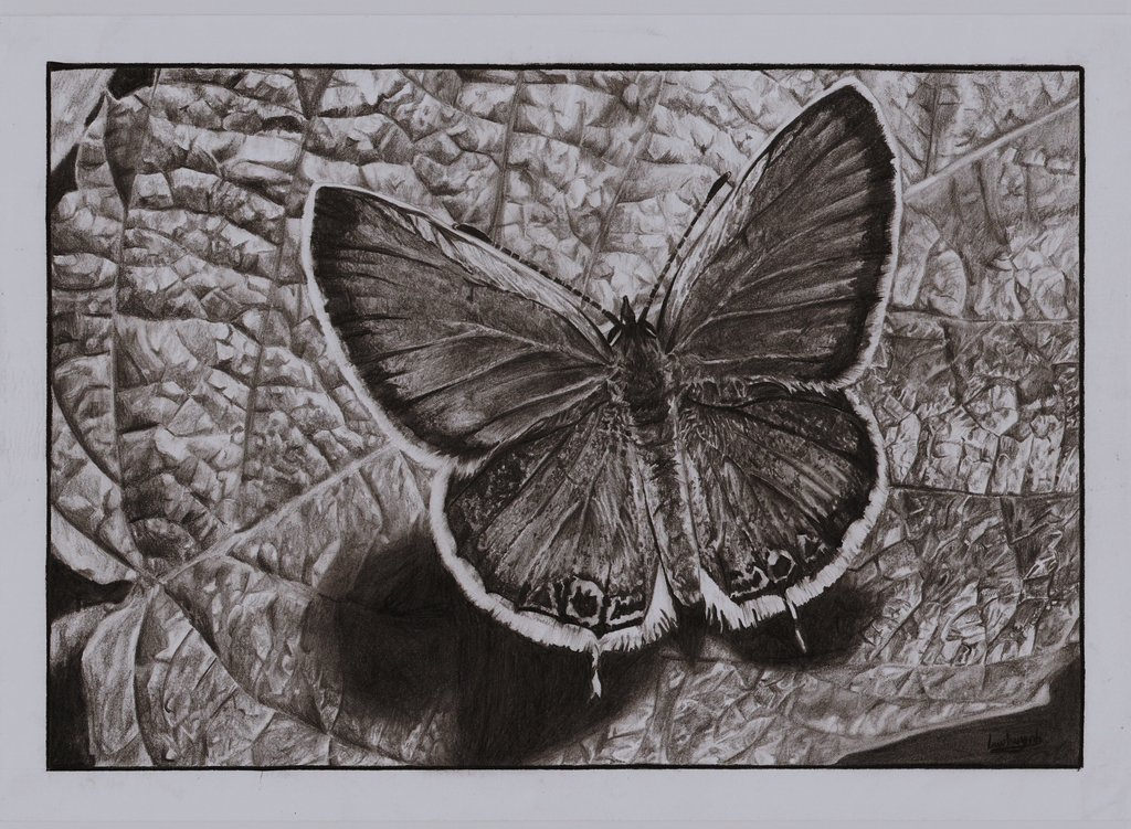 Butterfly Sitting on Leaf Drawing