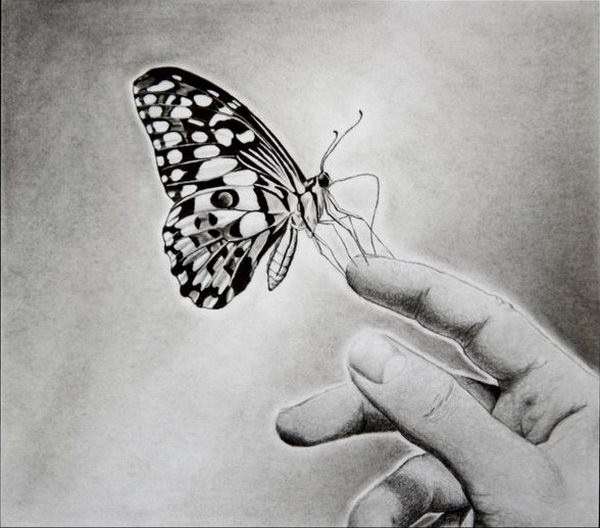 How to draw a butterfly with a pencil. Step-by-step drawing tutorial.