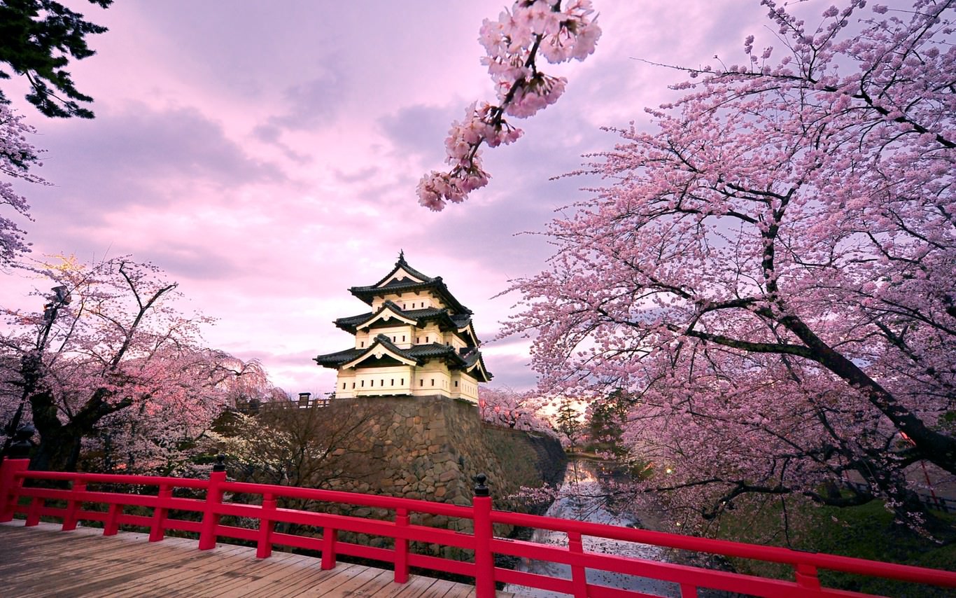 Cherry Blossom Colorful Wallpaper