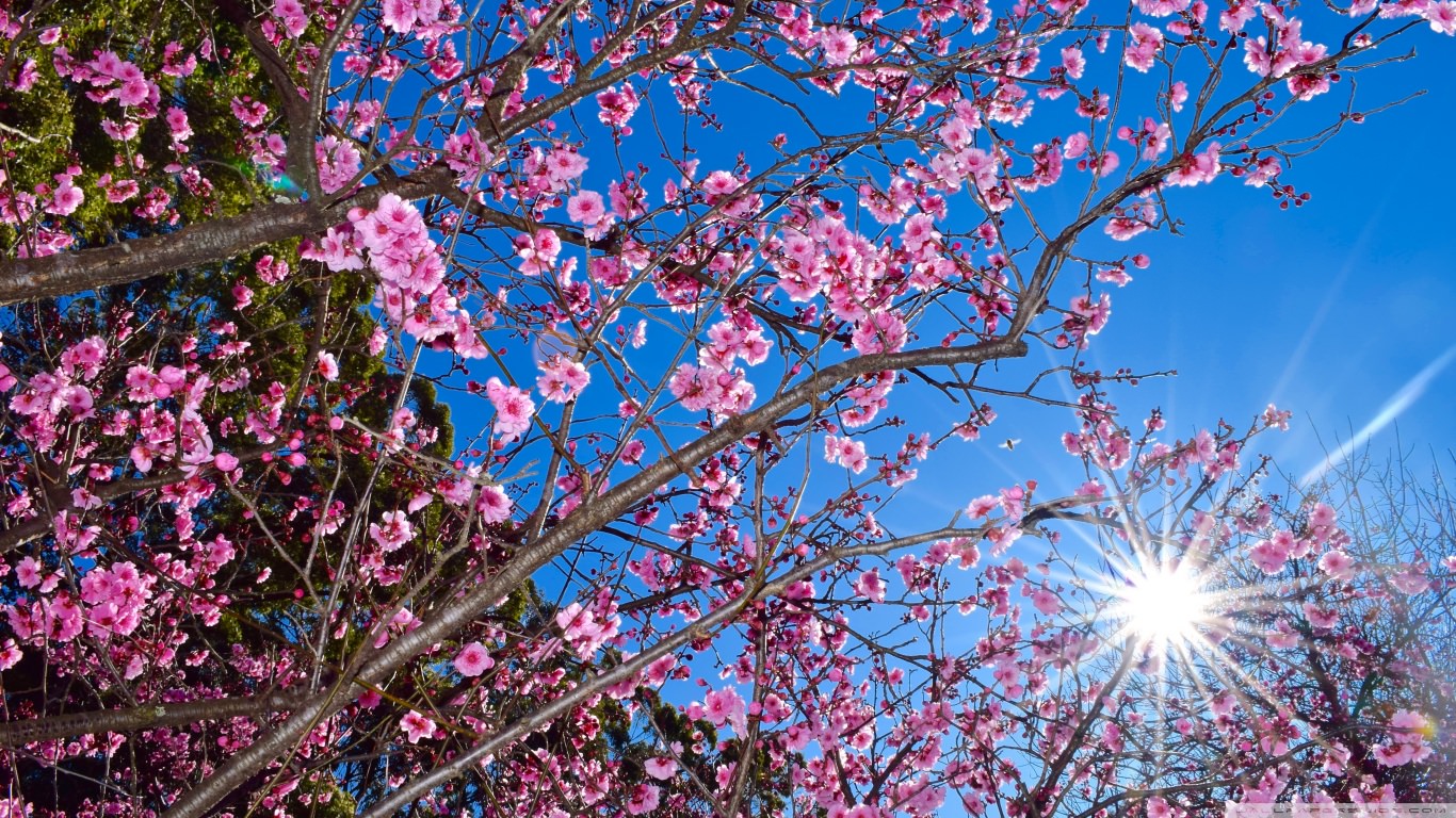 Cherry Blossom Season Wallpaper