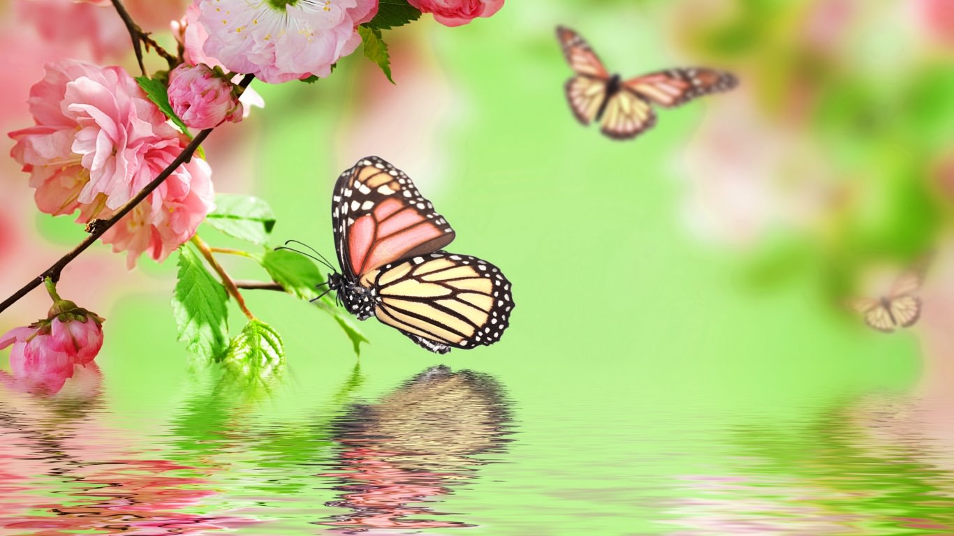 Colorful Butterfly Wallpaper