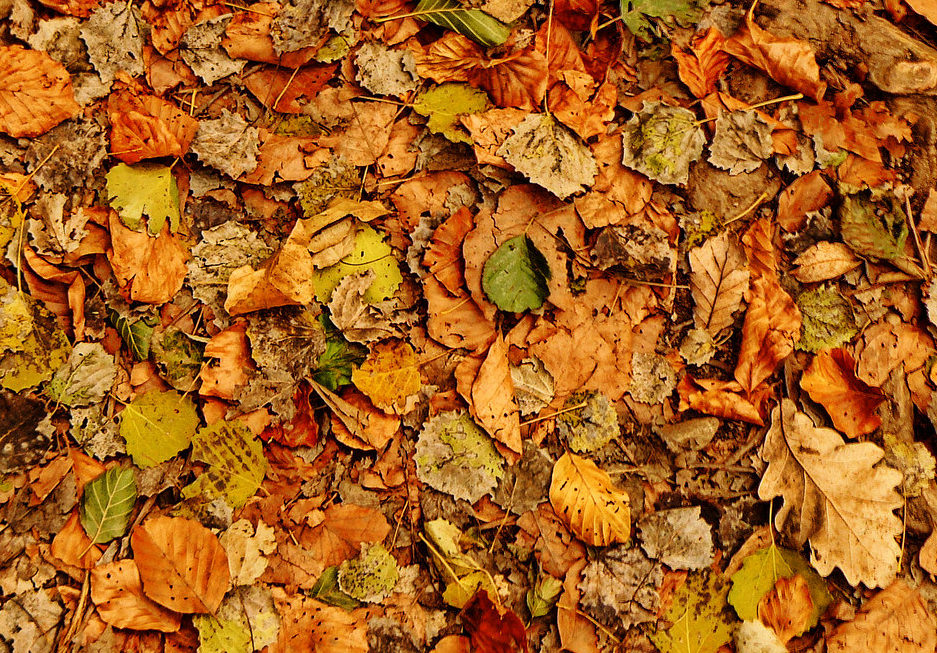 Colorful Fall Texture For You