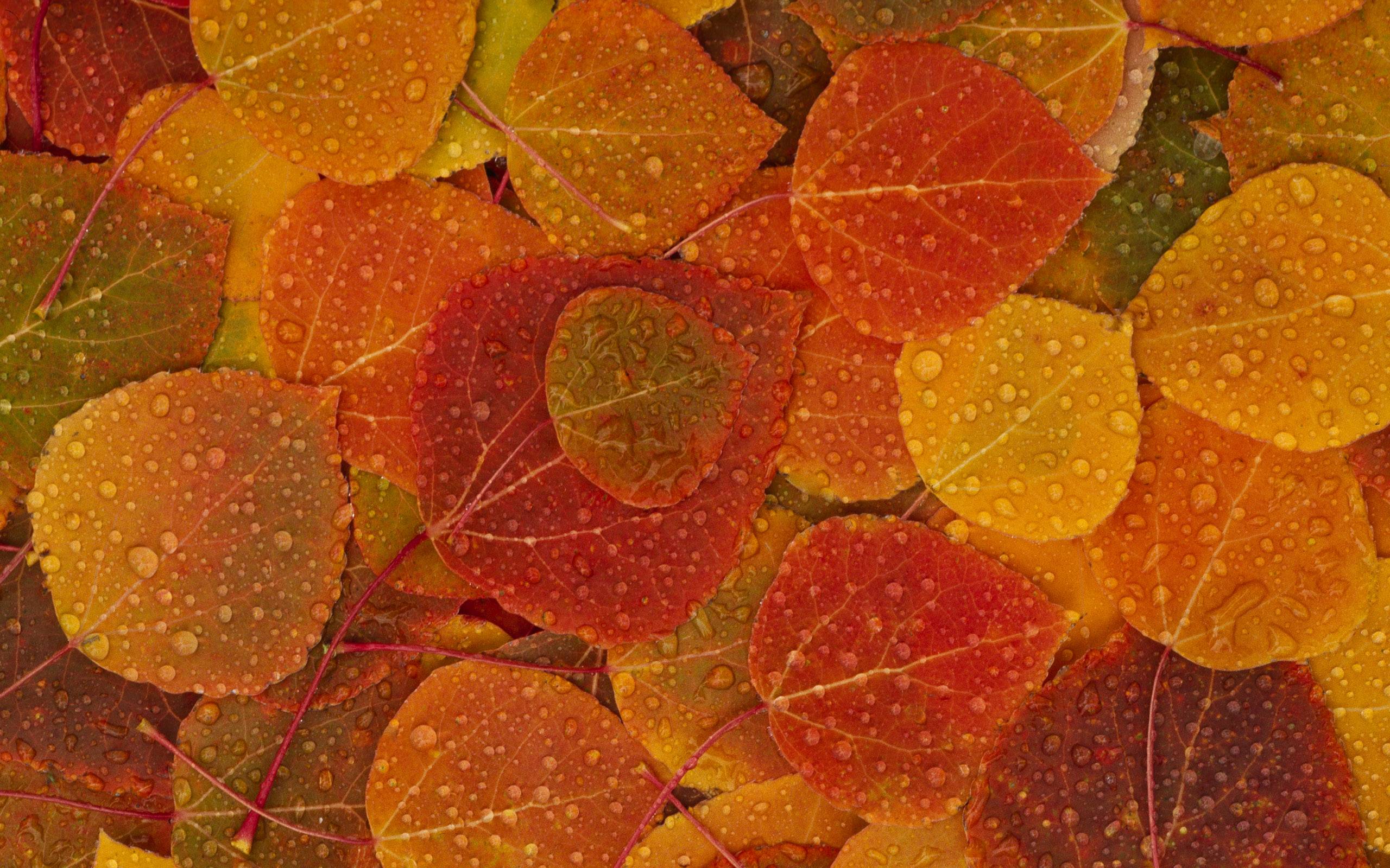 Colorful Leaves Background