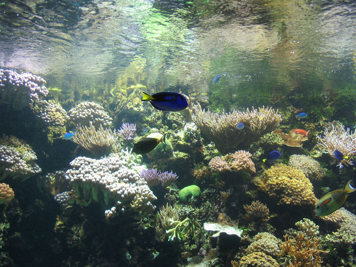 Cool Aquarium Background