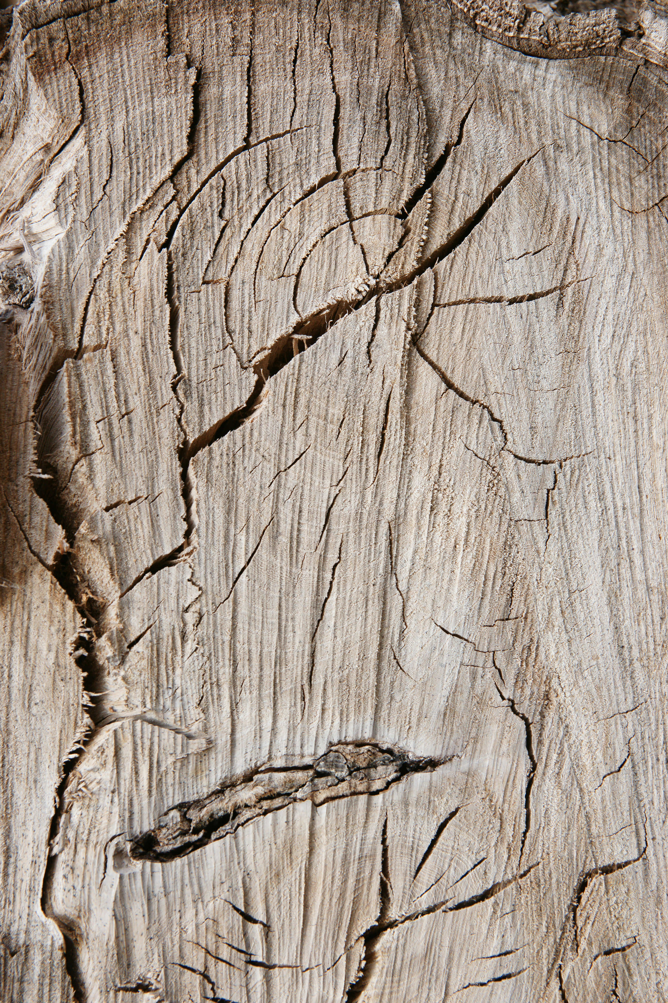 Cracked Tree Rings Texture