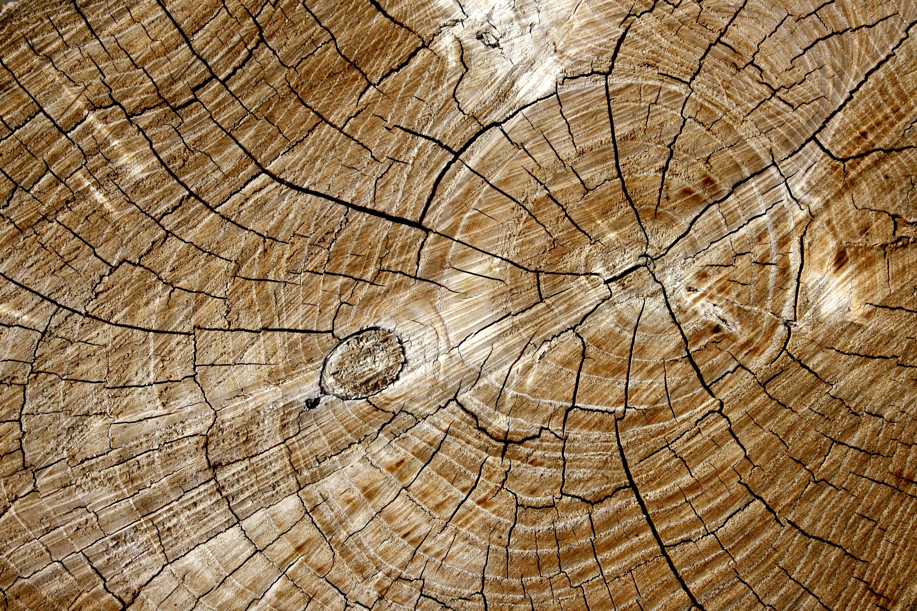 Cut End Of Tree Rings Texture