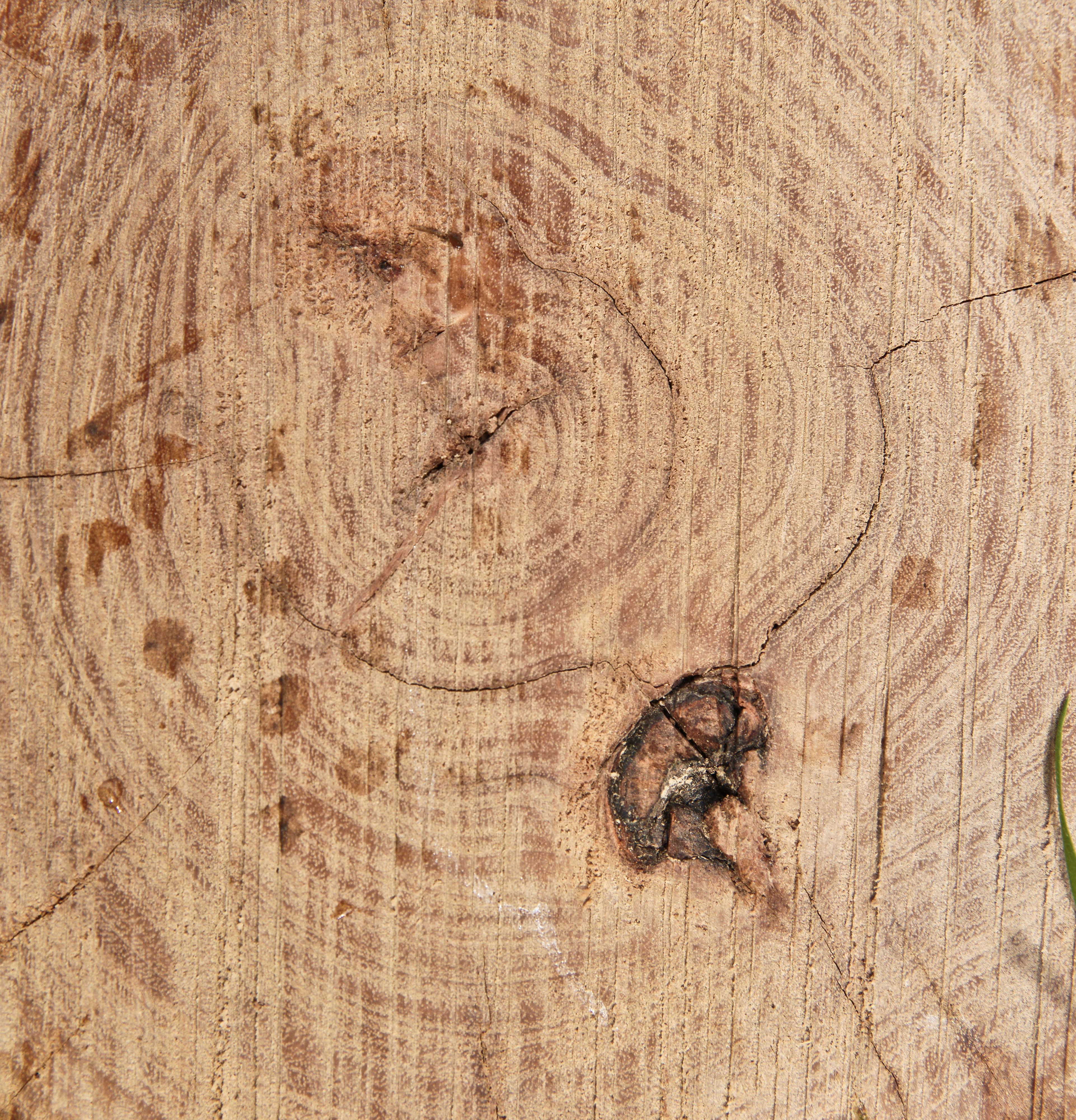 Cut logs Tree Ring Texture