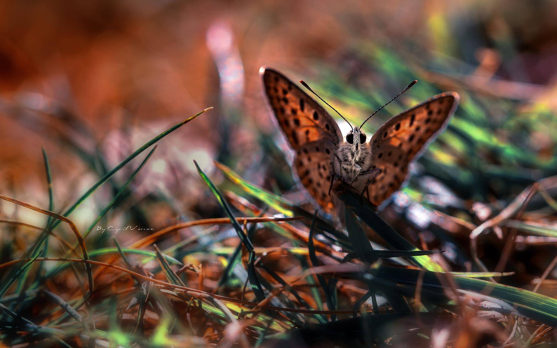 Cute Butterfly On Grass Wallpaper
