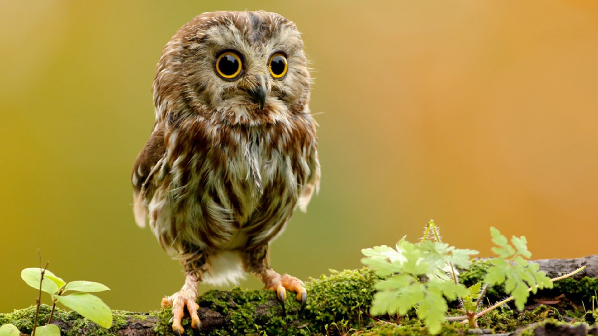 Cute Owl Bird On Branch