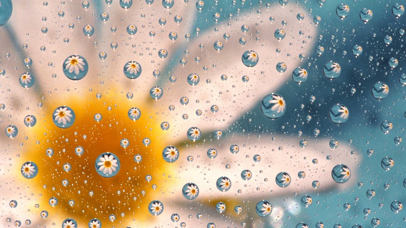 Daisy Water Drop Wallpaper