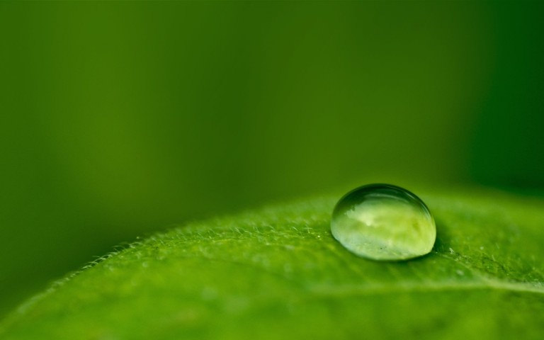 Dew Drop Green Nature Background