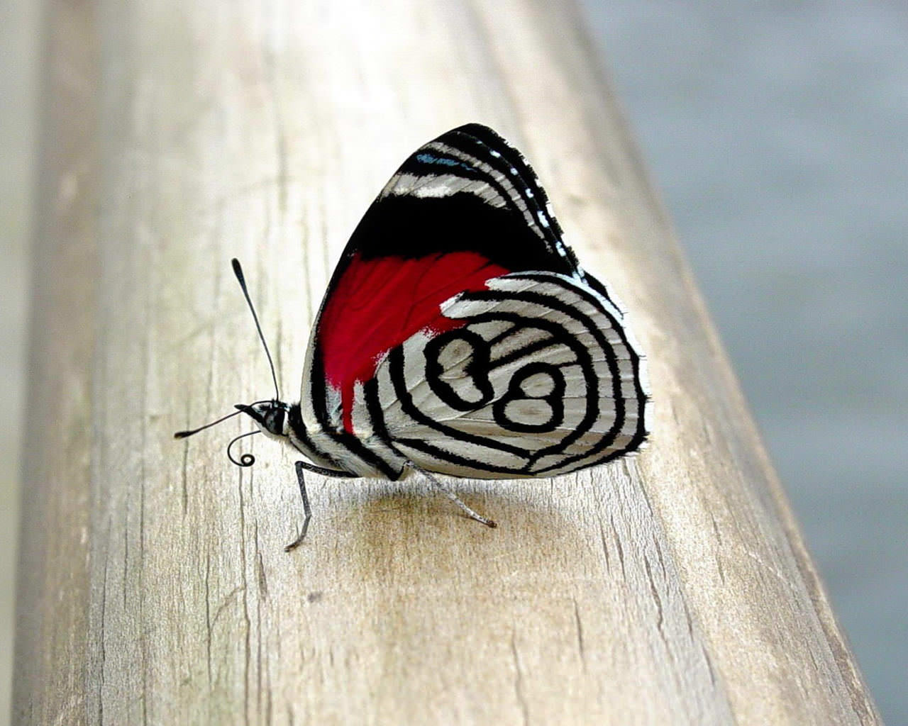 Download Butterfly Wallpaper