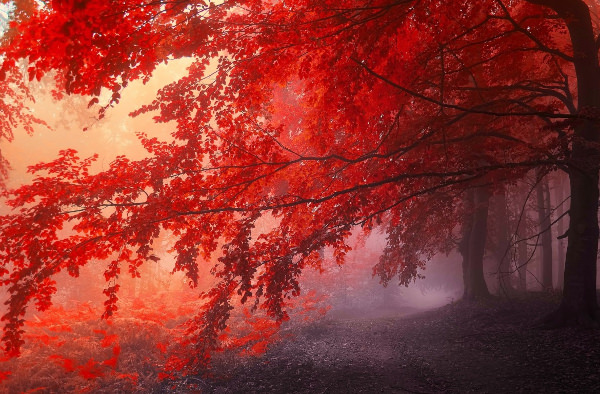 Edge of the Red Forest Wallpaper