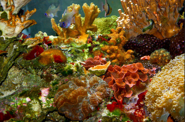 Excellent Aquarium Fishes Background