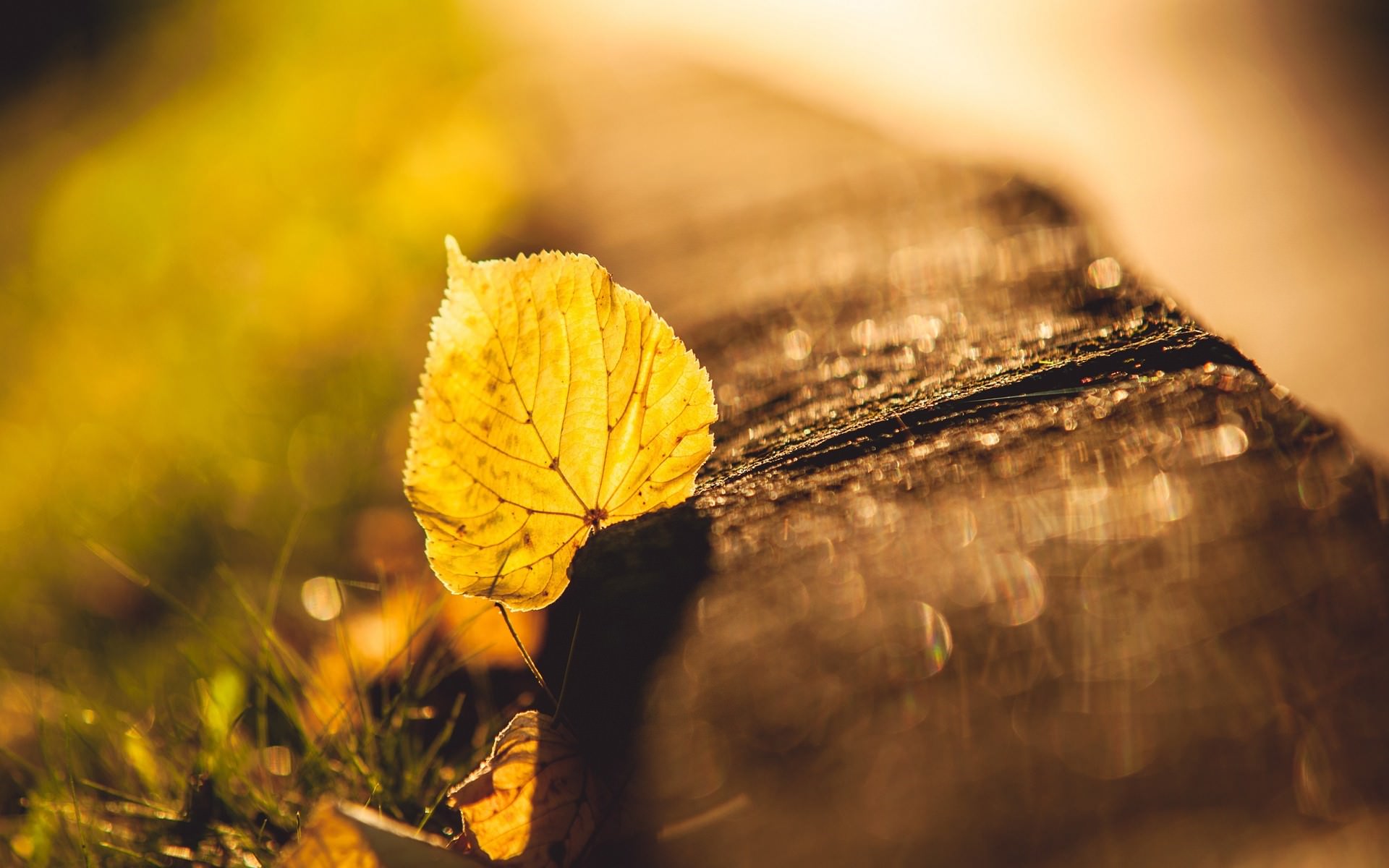 FAllen dry Leaf Background