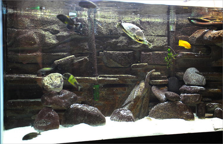 Fabulous Aquarium Fish Background