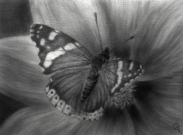 Fabulous Butterfly Pencil Drawing