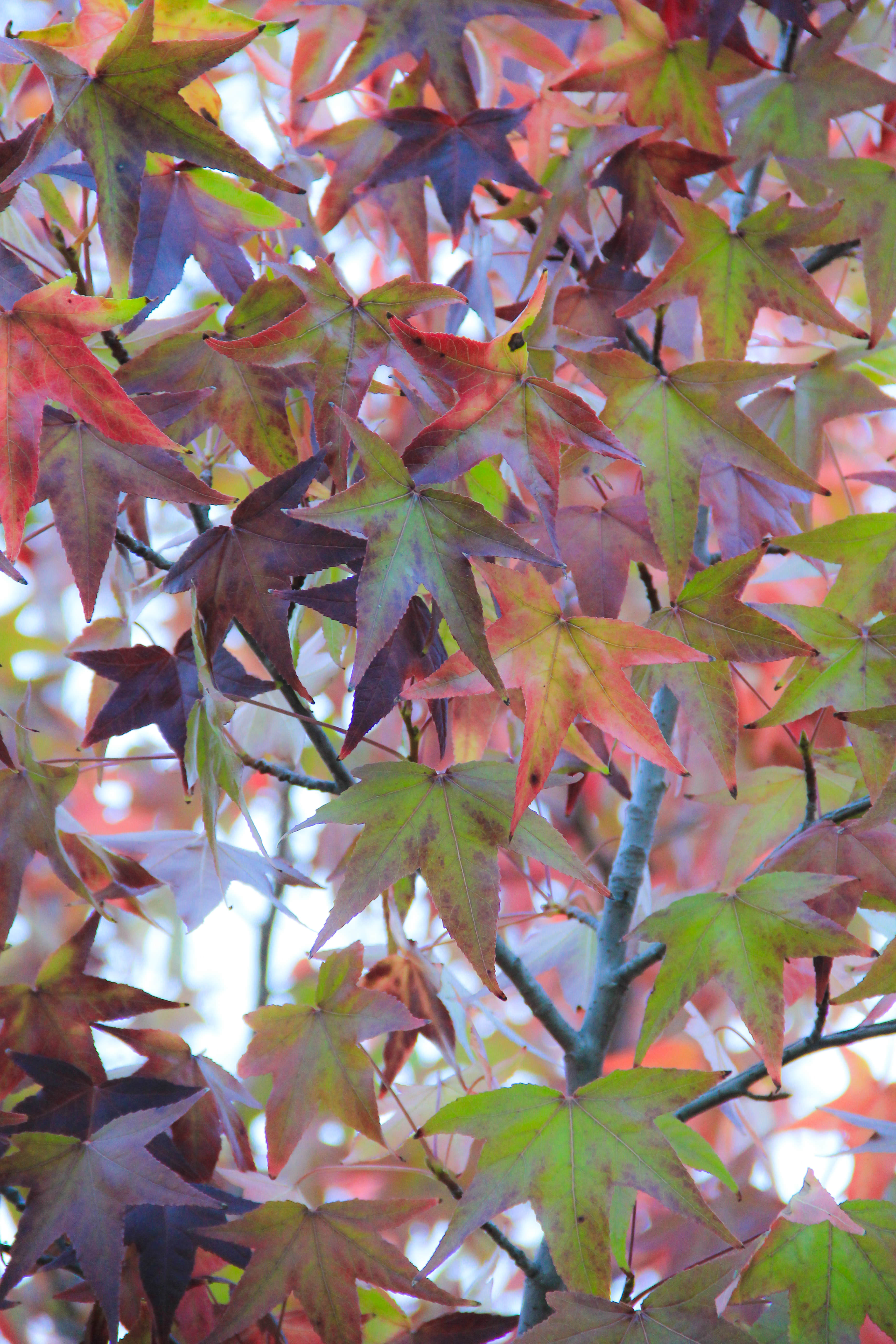 Fall Leaf Texture For You