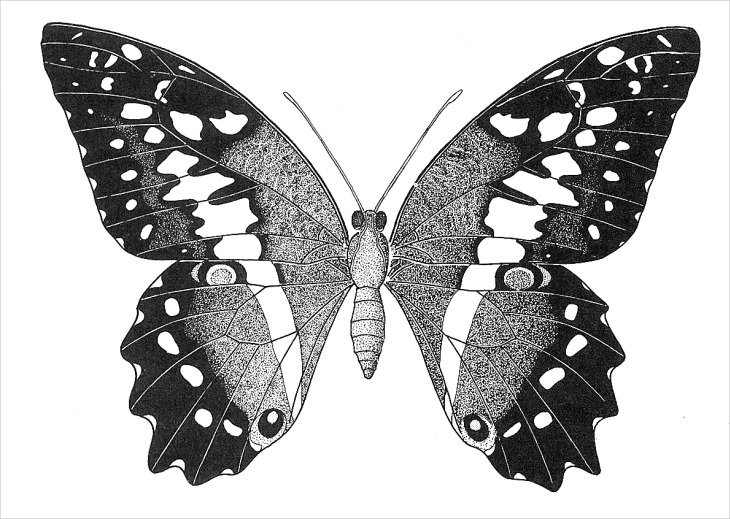 Fantastic Butterfly Drawing