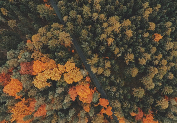 Forest Tree Top View Wallpaper
